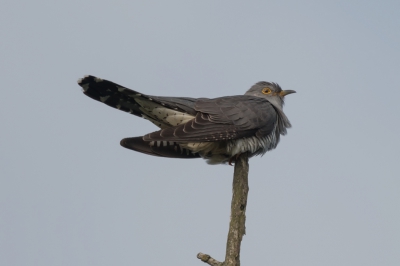 Ik was bezig boerenzwaluwen te fotograferen, toen deze koekoek op vijf meter bij mij vandaan op de top van een dode boom ging zitten. Leek me een goede reden om hem vast te leggen. En het is gewoon een prachtige vogel ook.