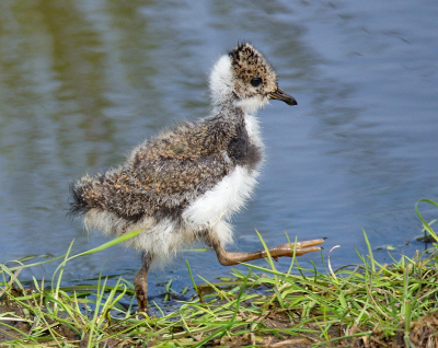 2 kievitjongen voor het eerst zelf op pad, zo lijkt het (ma kijkt op afstand toe). Deze was (over?)moedigste en had er duidelijk zin in, liep ver weg van ma en durfde zelfs vrij dichtbij het wandelpad te komen.