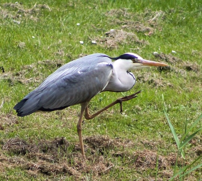 Tijdens erg veel zon, kwam ik bij een kasteel deze reiger tegen