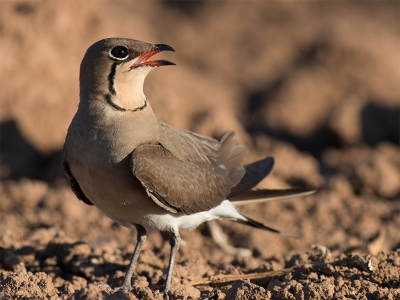 Omgeploegd veld langs de snelweg. Mijn Canon 100-400mm werkt zo slecht en ik mocht de 400mm lens van m'n Vorkstaartpleviergids uitproberen. Welk een verschil en wat 'n vogels. Ze komen steeds dichterbij als je rustig blijft zitten.