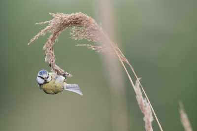 Acrobatische toeren van de pimpelmees. Hij zat wat ver weg, dus een beste crop, maar wel een mooi moment!