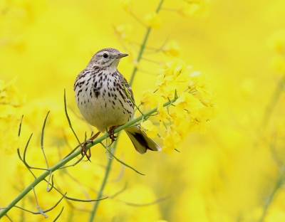 Een graspieper op een paaltje of dat zelfde grijze vogeltje in een deinende koolzaad-zee maakt qua uitstraling een wereld van verschil.