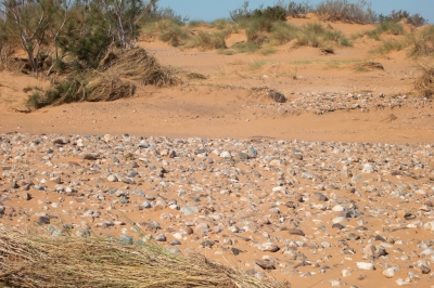 Zoekplaatje ..... vind de nachtzwaluw in zijn natuurlijke omgeving.