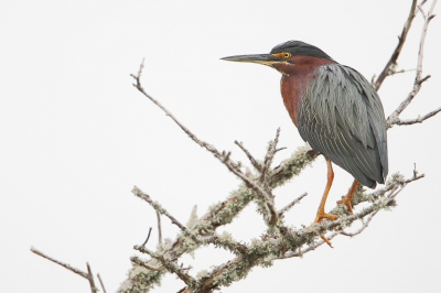 <i class='fa fa-user'></i>&nbsp;Wilfred Marissen&nbsp;|   Groene Reiger&nbsp; <i class='fa fa-eye'>&nbsp;230</i> &nbsp; <i class='fa fa-comment-o'>&nbsp;2</i>