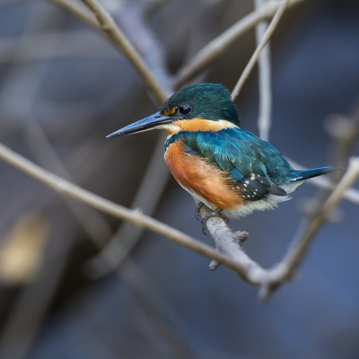 Eeen van mijn wens soorten, in Brazili alleen geien van verre, nu dichtbij in de mangrove kunnen fotograferen.