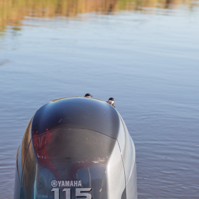 Deze Martins vinden het makkelijker een rustplaats te nemen op het water dan langs de waterkant