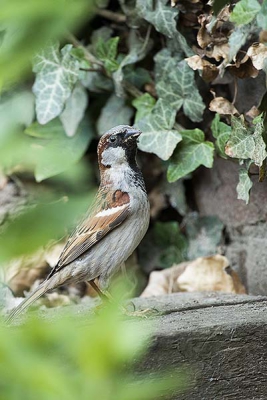 Mijn eerste vogel foto. Ben er blij mee. Maastricht.