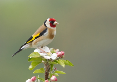 Heb onlangs een leuke serie kunnen maken van deze fraaie vogel. Dan wil je toch ook af en toe een laten zien, toch ?

Dit vindt ik zelf een van de betere foto's uit die serie, mannetje boven op de bloesem. Achtergrond werkte ook volledig mee.

Grt. Jurgen.