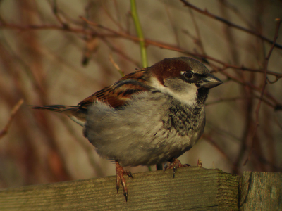 Bewerking op http://www.birdpix.nl/album_page.php?pic_id=41900