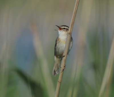 - Ik ben de Koning van de Rietlanden -

Wat een zang geweld kan dit kleine vogeltje veroorzaken. Je kunt hem bijna horen!