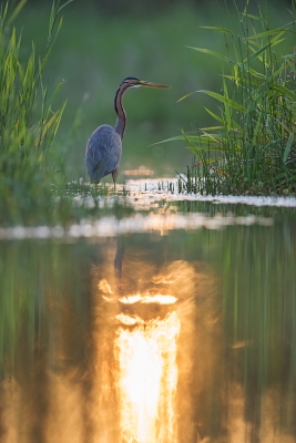 <i class='fa fa-user'></i>&nbsp;Wim Werrelman&nbsp;|   Purperreiger&nbsp; <i class='fa fa-eye'>&nbsp;413</i> &nbsp;<i class='fa fa-thumbs-up'>&nbsp;7</i> &nbsp; <i class='fa fa-comment-o'>&nbsp;11</i>
