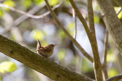 Ik was in park Sorghvliet op zoek naar staartmezen maar ik werd afgeleid door deze herrieschopper. Ik vond het zelf leuk dat het vogeltje zo klein is vergeleken met de takken en toch heel fier.