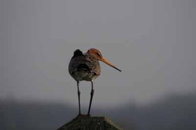 Grutto geschoten in het Nekkeveld, onderdeel van het Arkemheen-Eemland poldergebied. Dit gebied is aangewezen als nationaal landschap en herbergt naast de Grutto een grote diversiteit aan weidevogels.
Foto genomen in ochtendlicht.