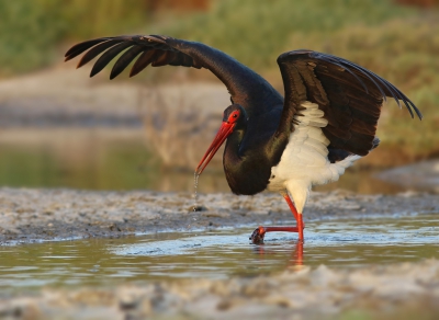 <i class='fa fa-user'></i>&nbsp;thijsglastra&nbsp;|   Zwarte Ooievaar&nbsp; <i class='fa fa-eye'>&nbsp;271</i> &nbsp;<i class='fa fa-thumbs-up'>&nbsp;4</i> &nbsp; <i class='fa fa-comment-o'>&nbsp;9</i>