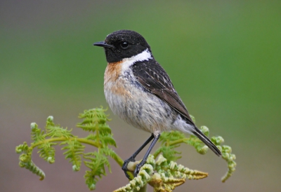 Wat zijn het toch schitterende en meewerkende vogeltjes .
Dit mannetje heeft een mooie zitplaats uitgekozen in de top van een varen.