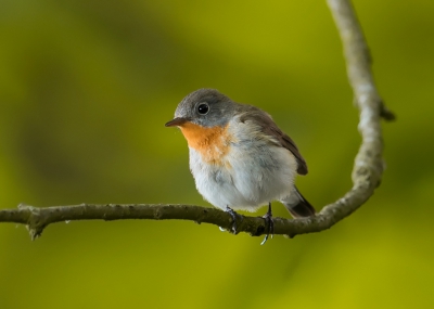 Aangezien mijn vorige upload een beetje donker en wat blauw overkwam heb ik een andere bewerkt die hopenlijk wat beter overkomt.  Foto genomen vanaf statief.