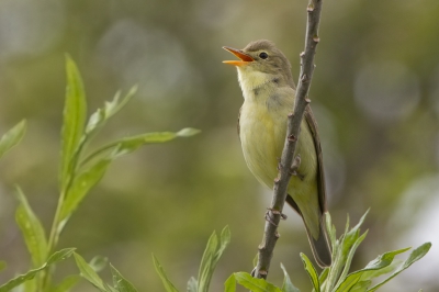 <i class='fa fa-user'></i>&nbsp;Kees van de Wege&nbsp;|   Spotvogel&nbsp; <i class='fa fa-eye'>&nbsp;383</i> &nbsp;<i class='fa fa-thumbs-up'>&nbsp;2</i> &nbsp; <i class='fa fa-comment-o'>&nbsp;7</i>