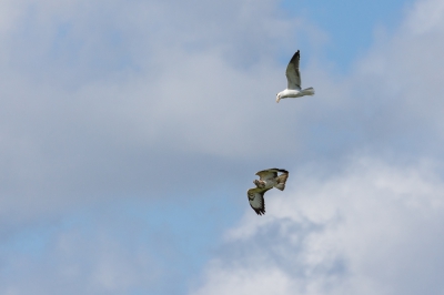 Vanaf ons zeilbootje al wiebelend deze bange buizerd geprobeerd te fotograferen. Ik vond het zelf erg interessant om te zien dat de meeuw zo groot lijkt in verhouding. Een buizerd leek me altijd een grotere vogel.