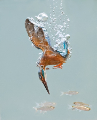 <i class='fa fa-user'></i>&nbsp;Wim Werrelman&nbsp;|   IJsvogel&nbsp; <i class='fa fa-eye'>&nbsp;3819</i> &nbsp;<i class='fa fa-thumbs-up'>&nbsp;78</i> &nbsp; <i class='fa fa-comment-o'>&nbsp;63</i>