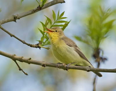 Deze spotvogel heeft zijn plekje weer bij ons in het dorp gevonden. Prachtige zanger en mooi van kleur. Foto genomen vanuit de auto.