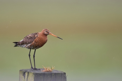 Ochtendje polder met verschillende kansen waaronder deze vogel op paal. Hoop dat jullie hem mooi vinden.