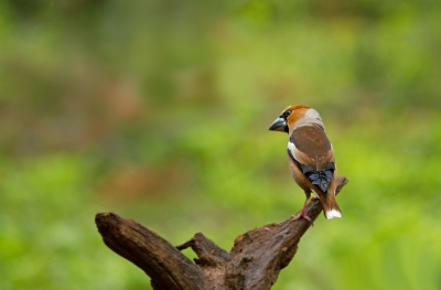 Zelfs in de regen kwam de appelvink even buurten.
Vind het een mooi soort. Het mooiste vandaag vond ik nog dat ik later die dag aangesproken werd met Nel Appelvink!