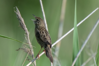 Het was weliswaar behoorlijk bewolkt, maar gelukkig brak net de zon door toen deze sprinkhaanzanger zich eindelijk liet zien. En horen! Wat een intrigerend geluid. Zeker als de vogel nog verscholen zit in het riet.