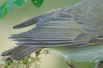 100% Crop uit het origineel van: http://www.birdpix.nl/album_page.php?pic_id=419806

ter beoordeling van de handpennen.