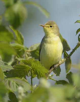 Wat een mooi vogeltje en wat kan hij fluiten, hier zit hij in het frisse groen.