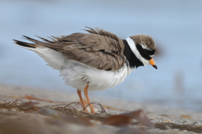 Op Dne maar n dag wat strandvogels kunnen fotograferen, waaronder deze Bontbekplevier die zich een rustig opschud. Door kelp heen gefotografeerd