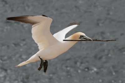 Je hoeft geen goede fotograaf te zijn om mooie plaatjes van nestelende Jan van Genten te schieten op Helgoland, dus waarom uploaden? Ik vond de lijn door de tak wel mooi en kan me niet voorstellen er iemand mee te vervelen. Uploaden dus!