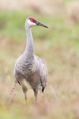<i class='fa fa-user'></i>&nbsp;Wilfred Marissen&nbsp;|   Canadese Kraanvogel&nbsp; <i class='fa fa-eye'>&nbsp;304</i> &nbsp; <i class='fa fa-comment-o'>&nbsp;6</i>