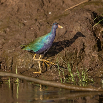 Ik was nog niet helemaal klaar met Costa rica, hier nog wat uploads van uit een bootje op een rivier.
