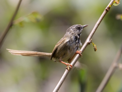<i class='fa fa-user'></i>&nbsp;Paul van Giersbergen&nbsp;|   Zwartkeelprinia&nbsp; <i class='fa fa-eye'>&nbsp;194</i> &nbsp; <i class='fa fa-comment-o'>&nbsp;3</i>