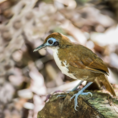 Antbirds zijn moeilijk te fotograferen zitten altijd tussen de takken, zoekend naar mieren, dus weer een Primeur.