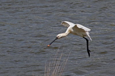 De nieuwe inlaag tussen Ellewoutsdijk en Borssele, de inlaag Coudorpe, wordt nogal eens bezocht door lepelaars die daar komen foerageren en uitrusten. Deze zette een landing in.
Meer op www.niekoele.nl