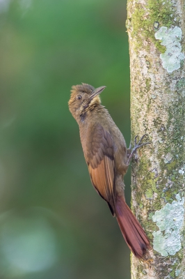 Ook deze kuisspecht is verzot op de Army Ants, op de zelfde plaats gefotografeerd als de Bicolored Antbird, ook geen gemakkelijke soort na Frits de 2e plaatsing.