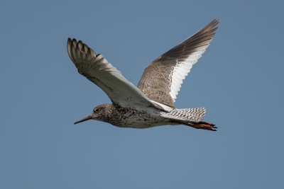 Een heerlijk druk beest. Ook in zijn vlucht. Helaas doet deze foto geen recht aan de dynamiek daarvan. En het is een voor de hand liggende grap, maar het maken van een "B.I.F. foto" van deze vogel was om tureluurs van te worden. Zo snel, zo grillig bij tijd en wijle.