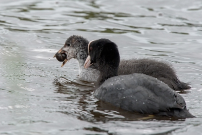 Hele jonge meerkoetjes (aka meerkalfjes) zijn ongelooflijk lelijk. Zo lelijk dat het mooi wordt. Als ze iets ouder zijn, verdwijnt de lelijkheid, maar niet de hongerigheid. Dat blijkt wel.