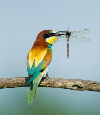 Bijeneter van de andere mooie kant met libelle, foto is al geplaatst maar is commentaar op vanwege het kleine formaat.