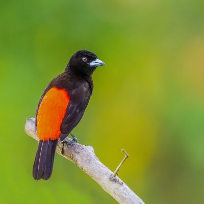 De cherrie's tanager zit aan de Pacific zijde van Costa rica en de Passerini's tanger zit aan de Caribische kant, de mannetjes zien er het zelfde uit, de vrouwtjes zijn anders van kleur.