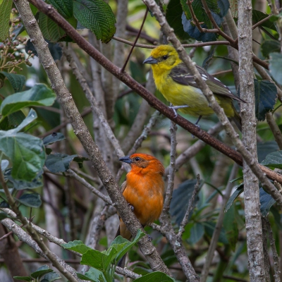 Van de prachtige bloedtanager zowel het mannetje als het vrouwtje op een plaat.