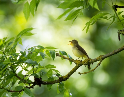 <i class='fa fa-user'></i>&nbsp;LeerdammerKees&nbsp;|   Spotvogel&nbsp; <i class='fa fa-eye'>&nbsp;876</i> &nbsp;<i class='fa fa-thumbs-up'>&nbsp;18</i> &nbsp; <i class='fa fa-comment-o'>&nbsp;17</i>