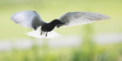 Vanochtend hebben een vriend en ik ons vermaakt met deze snelle vogels. het was genieten, veel foto's gemaakt en ook veel weg moeten gooien. 
ik vind dit wel een geslaagde foto.