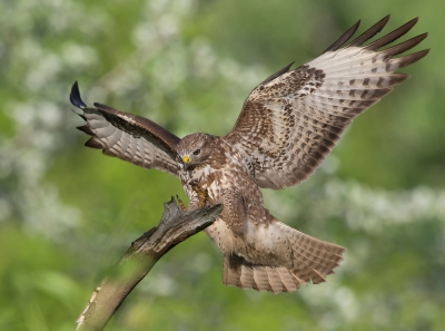 <i class='fa fa-user'></i>&nbsp;Edward van Altena&nbsp;|   Buizerd&nbsp; <i class='fa fa-eye'>&nbsp;498</i> &nbsp;<i class='fa fa-thumbs-up'>&nbsp;4</i> &nbsp; <i class='fa fa-comment-o'>&nbsp;5</i>