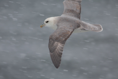<i class='fa fa-user'></i>&nbsp;Marie-Jos� Boon&nbsp;|   Noordse Stormvogel&nbsp; <i class='fa fa-eye'>&nbsp;238</i> &nbsp; <i class='fa fa-comment-o'>&nbsp;6</i>