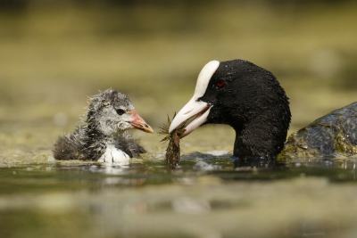 Heel eerlijk gezegd ben ik niet zo gek op meerkoeten, het zijn ruziemakers. maar vandaag toch een beetje tederheid met hun jong, Ze krijgen van alles te eten donderkopjes slakjes en natuurlijk groenvoer.