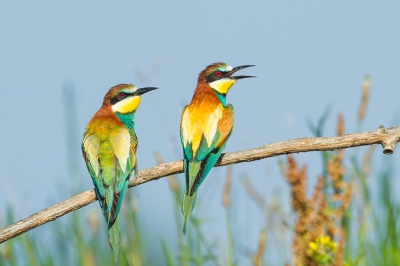 Andere mogelijkheden en standpunten om de vogels in hun omgeving weer te geven. De juvenielen worden half Juli verwacht.