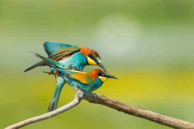 Diverse paringen gefotografeerd en deze spong er voor mij echt uit. Eerst iets aanbieden, daarna het vrouwtje bijna plat op de tak bedelen en dan gebeurt het. Ik voel me net een voyeur.