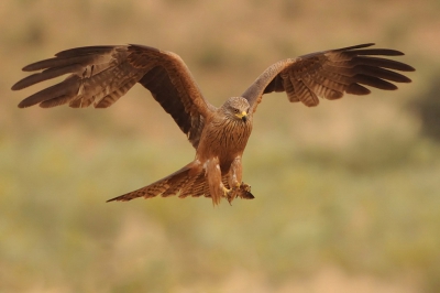 Prachtige vogels zijn het, die Zwarte Wouwen, al is er meer niet zwart aan de zwarte wouw dan wel.